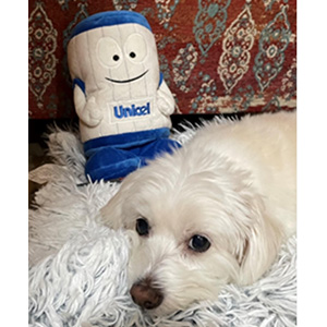 Christy's dog with Uni plush in the background